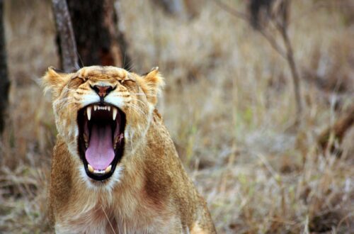 Lioness Roaring