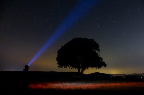 silhouette of trees under starry night