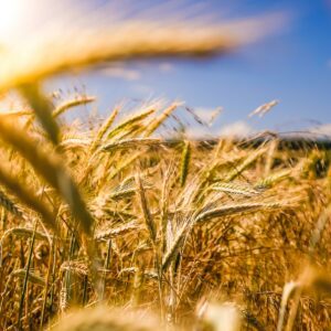 brown wheat field