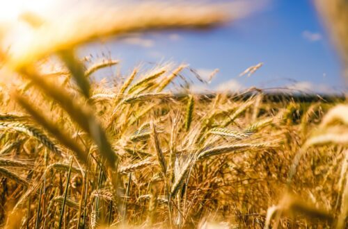 brown wheat field