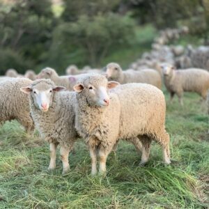 a herd of sheep standing on top of a lush green field