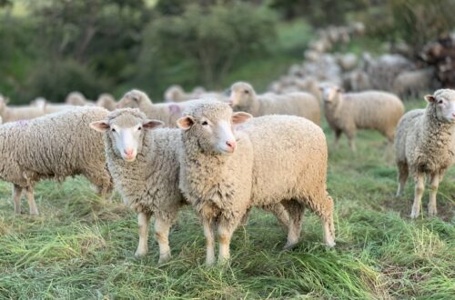 a herd of sheep standing on top of a lush green field