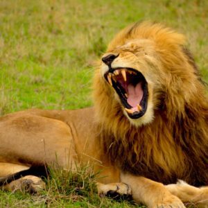 lion lying on green grass at daytime