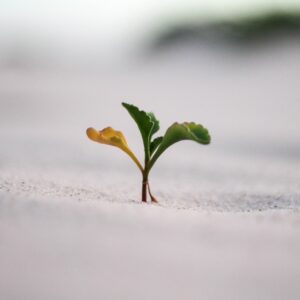 closeup photography of plant on ground